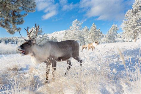 yukon wildlife preserve tour